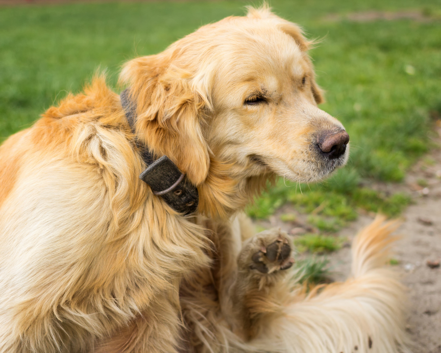 Pulgas y Garrapatas en Perros y Gatos: Prevención y Tratamiento Eficaz