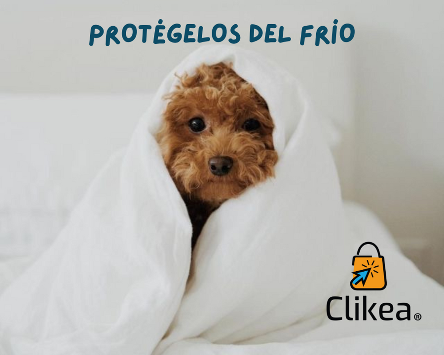 Consejos Esenciales para cuidar a tus mascotas en Invierno