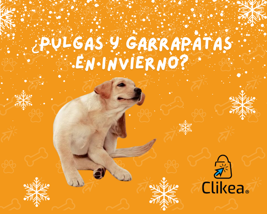 Protege a tus mascotas de pulgas y garrapatas en el frío invernal.