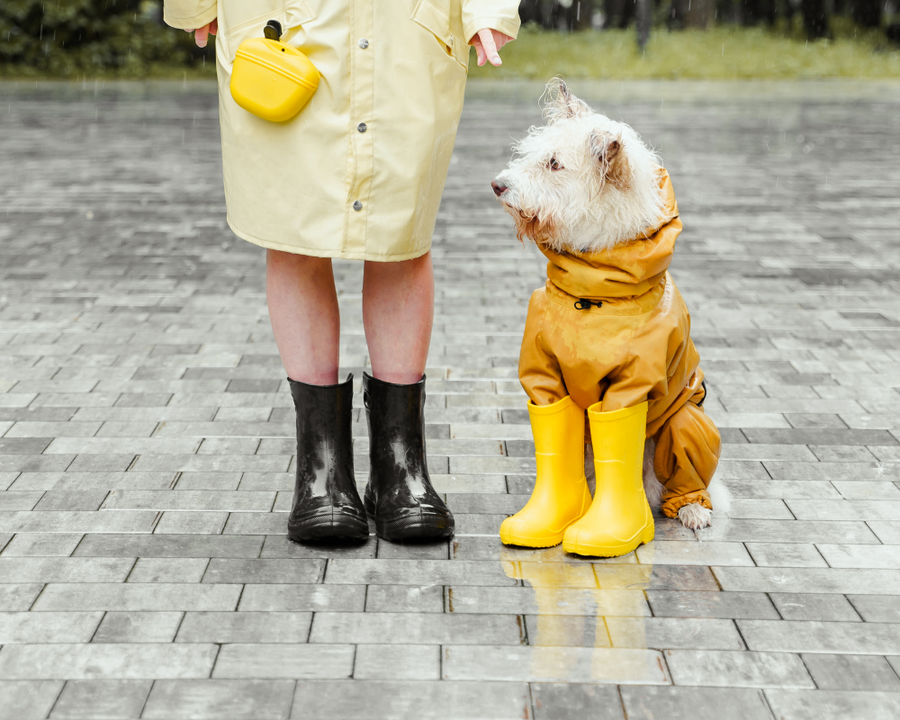 Cómo cuidar a tu mascota en tiempo de lluvia