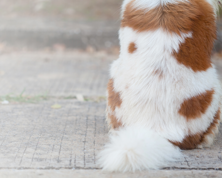 Enfermedades en la piel de perros: Tratamiento y Prevención