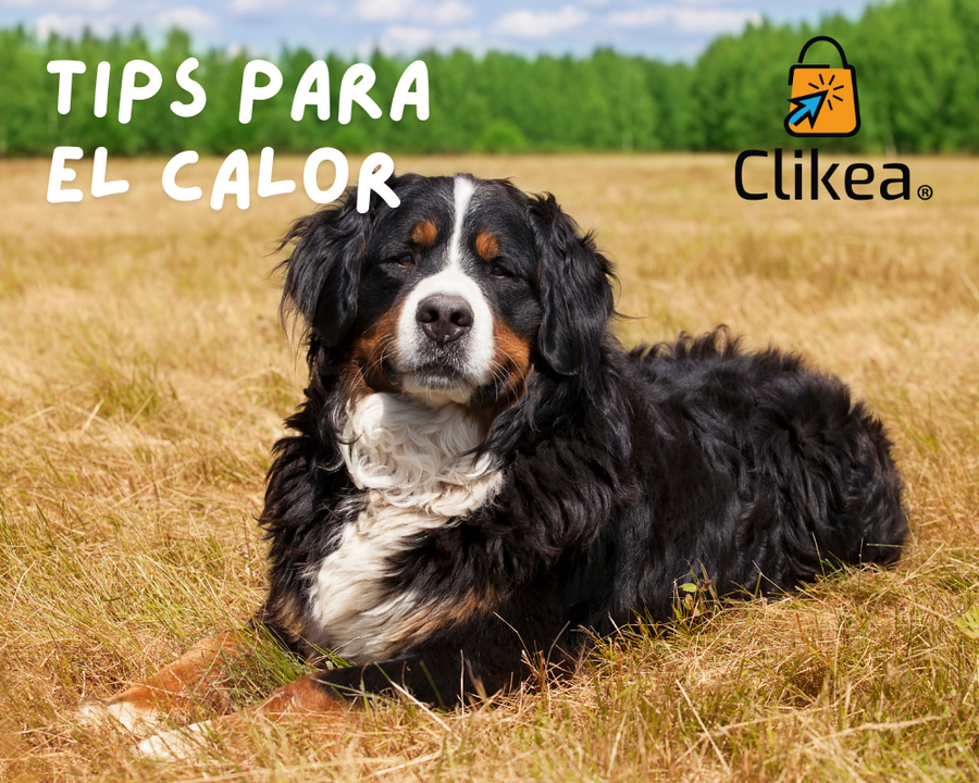 Cómo Proteger a tus Mascotas del Calor