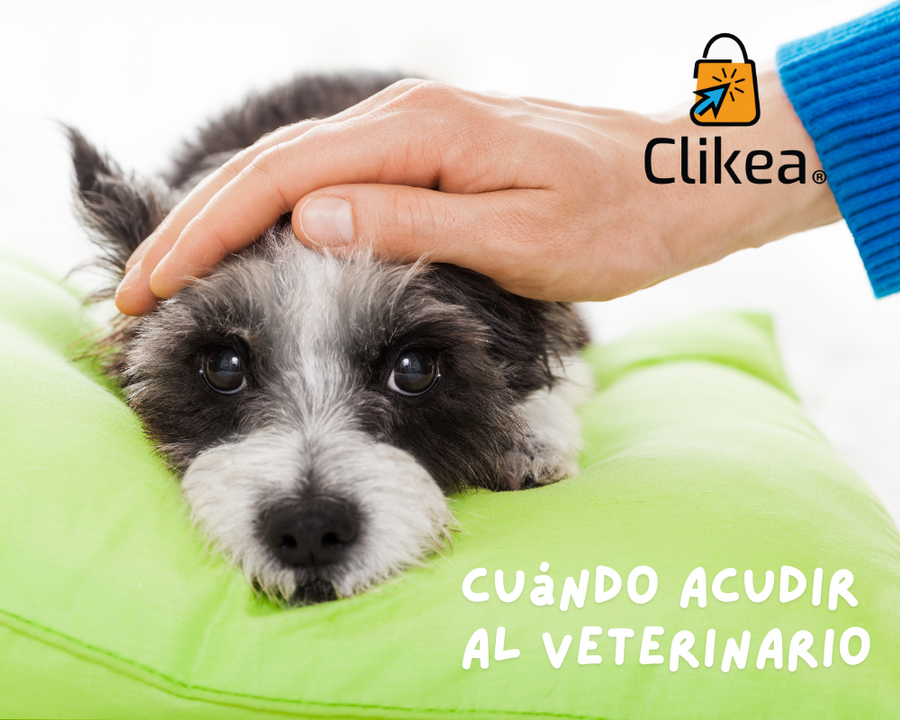 ¿Cuándo Detectar que mi Perro Necesita Ir al Veterinario?