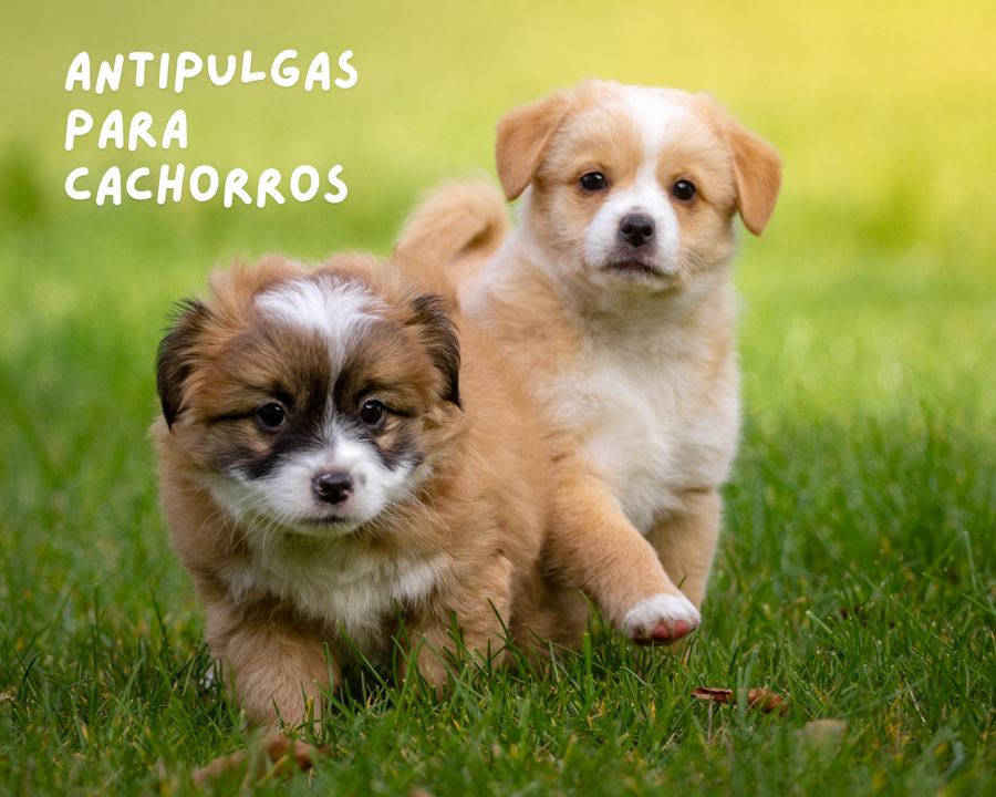 Los Mejores Antipulgas Aptos para Cachorros: Cuidando a los Más Pequeños