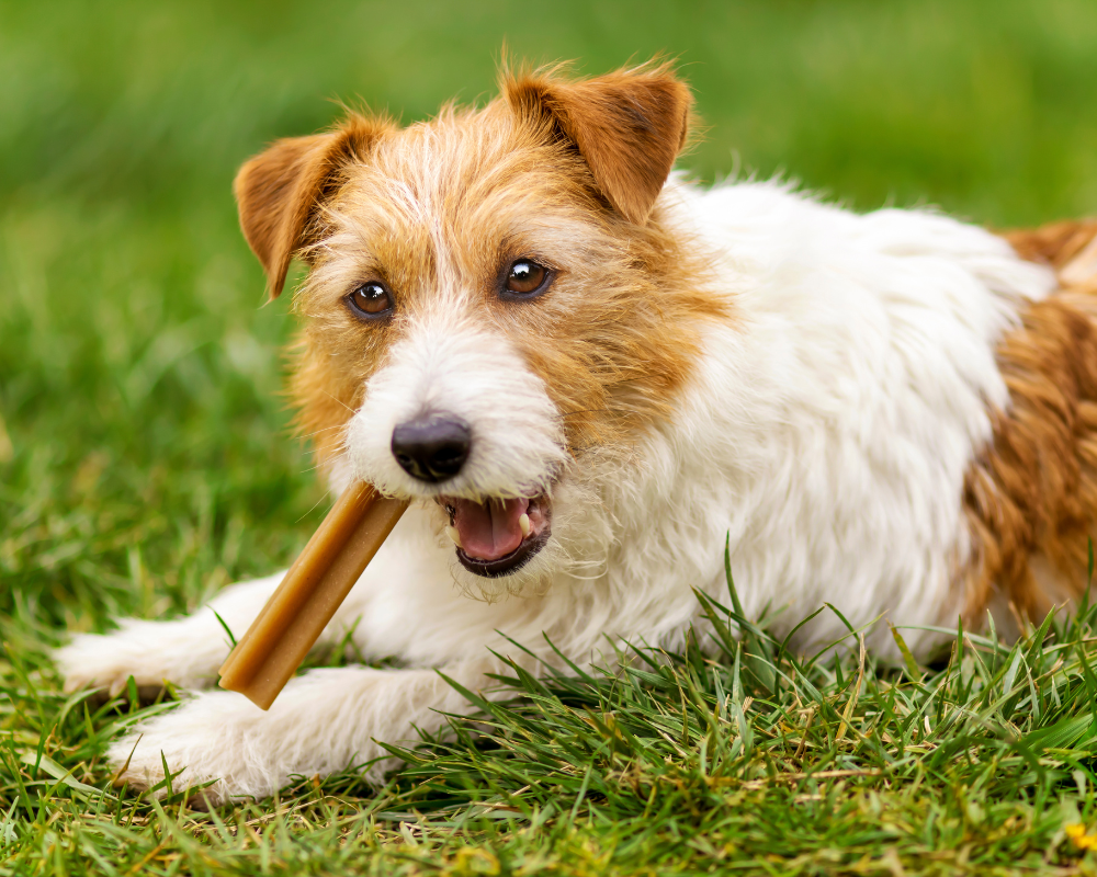 Los Mejores Snacks para Consentir a tu Perro: ¡Premios Deliciosos y Saludables!