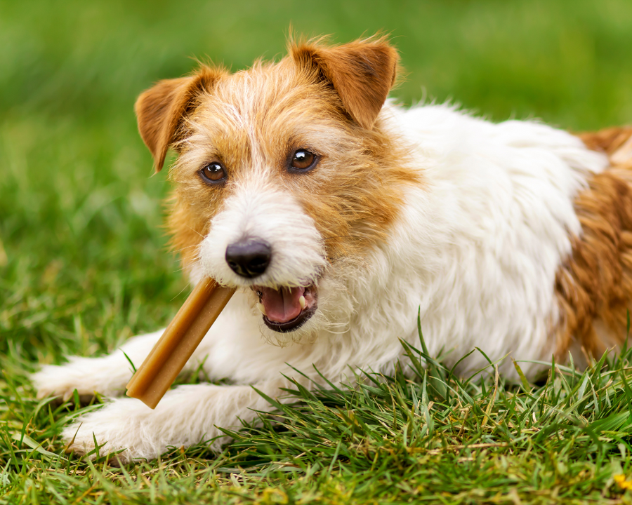 Los Mejores Snacks para Consentir a tu Perro: ¡Premios Deliciosos y Saludables!