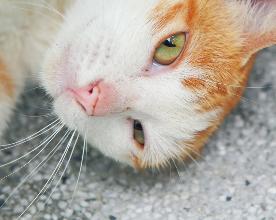 La Importancia de Esterilizar a Nuestros Felinos: Cuidando su Salud y Contribuyendo al Bienestar Animal