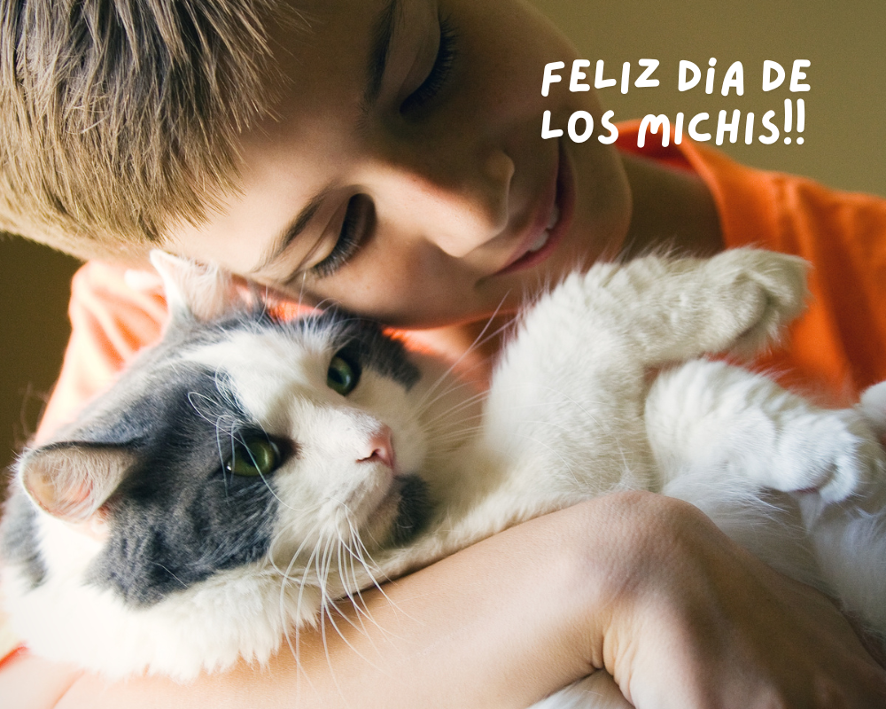 Celebra a tu Michi en su día: Ideas Creativas para Hacer que tu Gato se Sienta Especia
