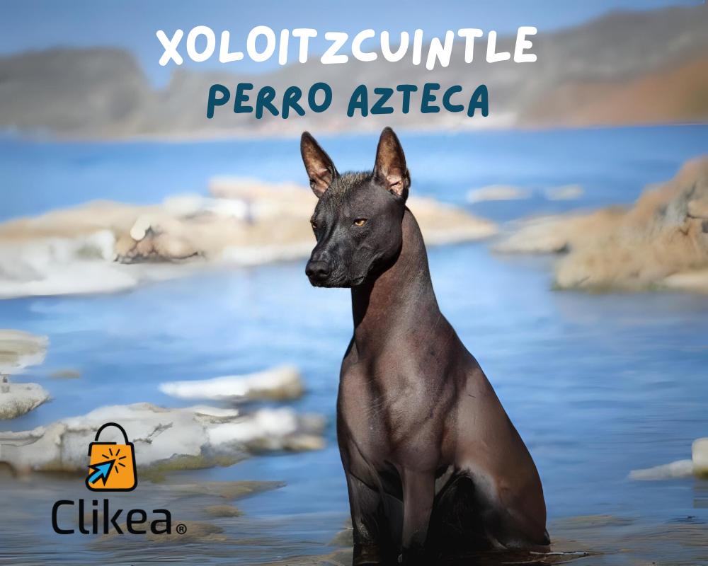 El Xoloitzcuintle y su Importancia en el Día de los Muertos.