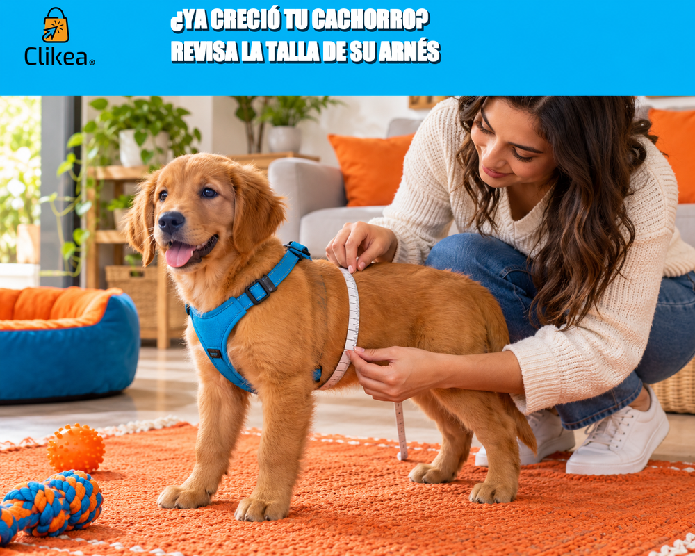 ¿Ya creció tu cachorro? Revisa la talla de su arnés. Cachorro con arnés azul y cuidadora revisando su contorno; logo oficial de Clikea.