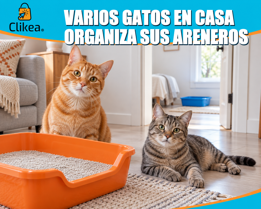 Dos gatos en casa con areneros en ubicaciones separadas; portada Clikea Tips: Varios gatos en casa, organiza sus areneros.