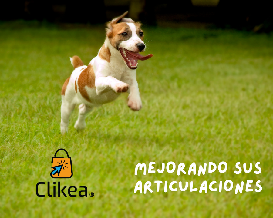 Cuidando a tu Compañero de Cuatro Patas: Consejos para Mejorar la Salud de sus Articulaciones