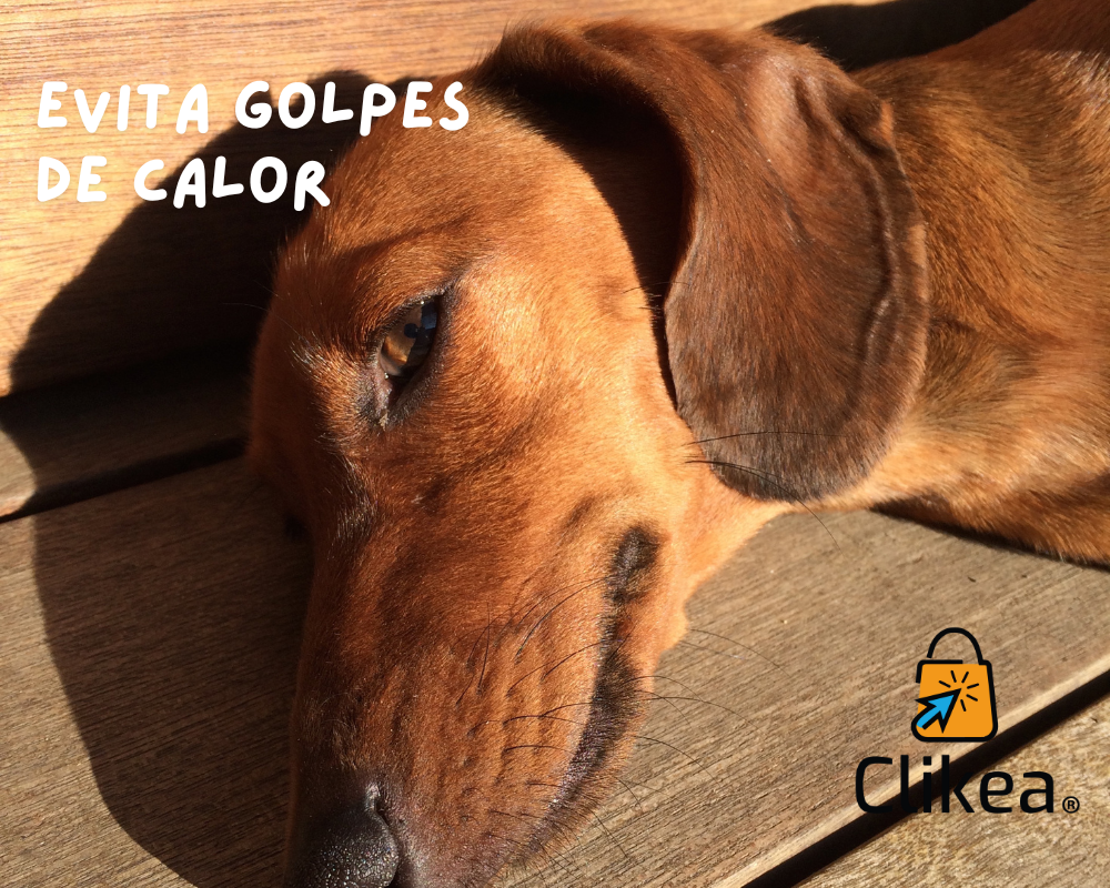 Cómo Evitar Golpes de Calor en tus Mascotas