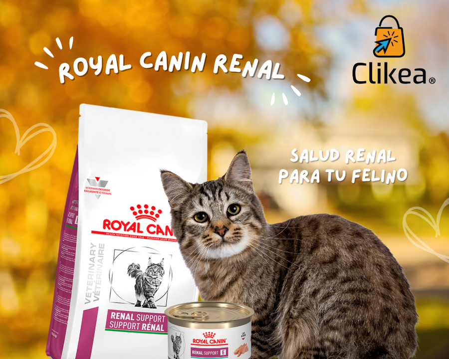Royal Canin Renal Support para Gatos: Una Solución Especializada para el Cuidado Renal
