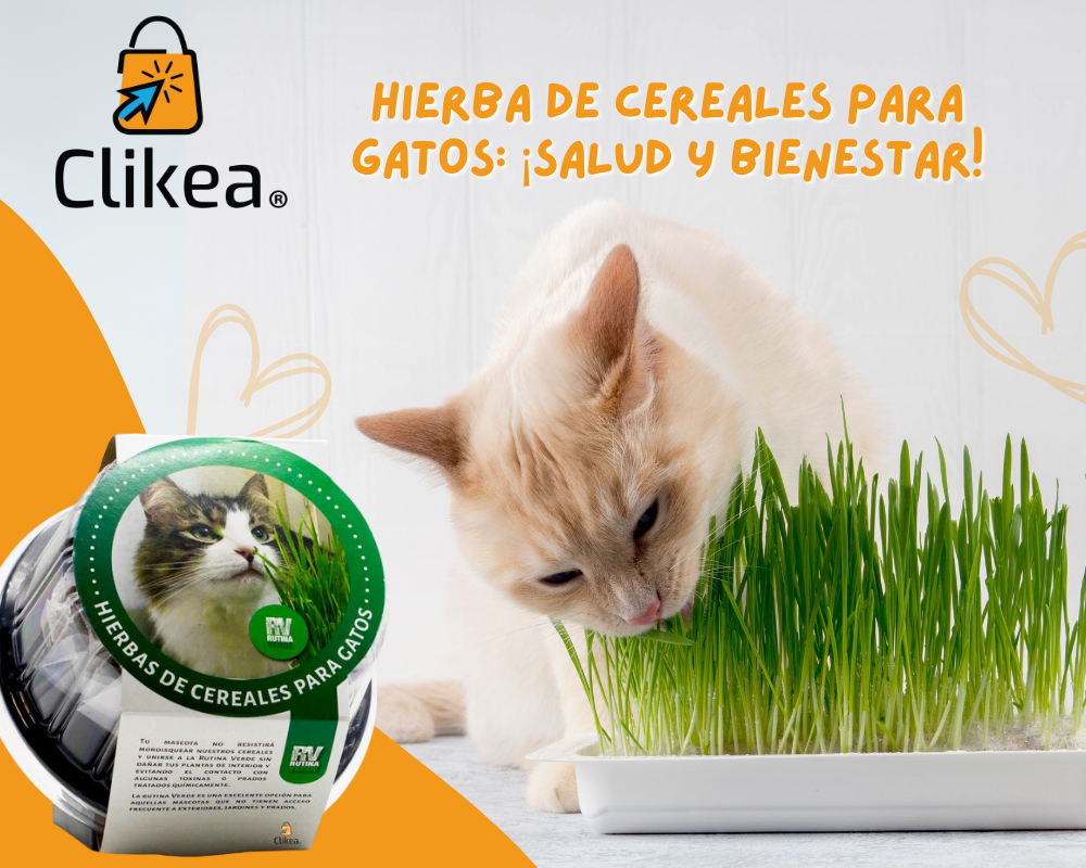 Hierba de Cereales para Gatos: Beneficios y Razones para Incluirla en su Dieta