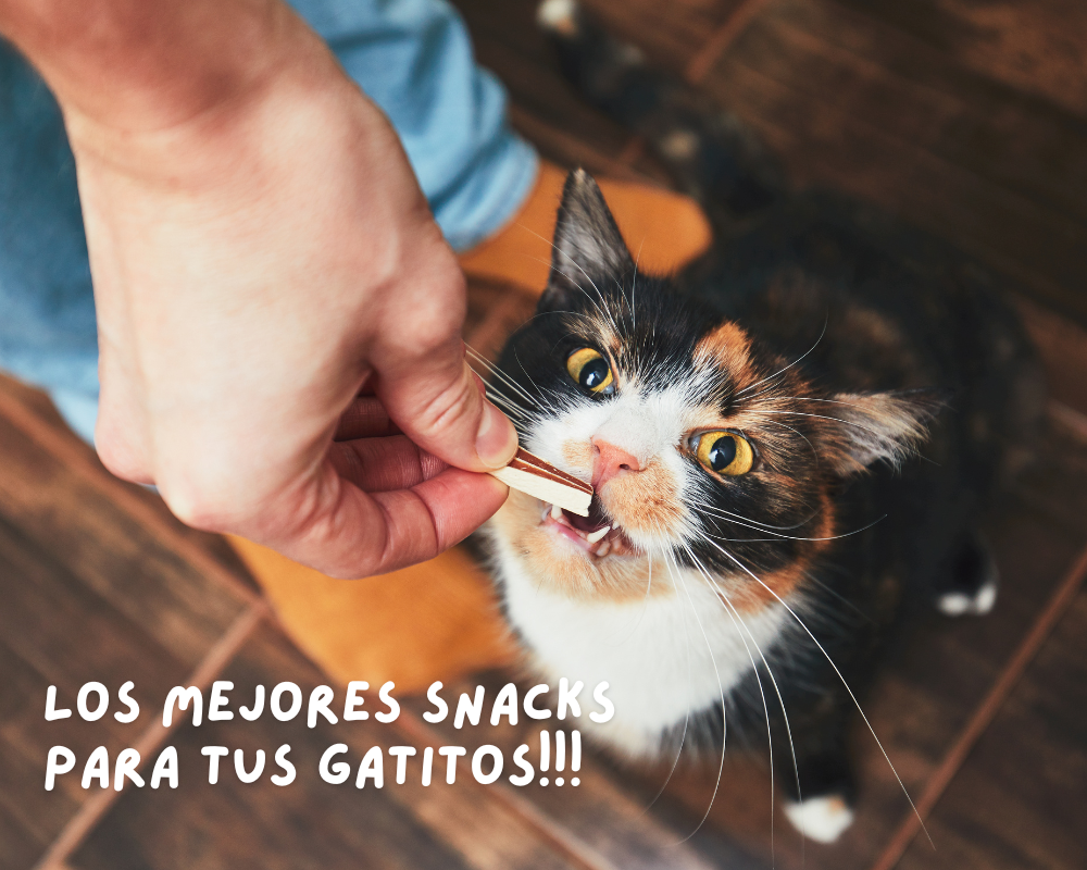 Los Mejores Snacks para Gatos: Deliciosos y Nutritivos