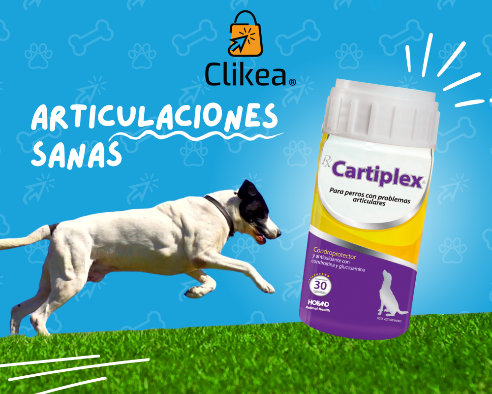 Suplementos para las Articulaciones de Tu Mascota: Lo Que Necesitas Saber