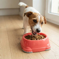 Plato Para Mascotas Smarty Bowl Chico 315 Ml Coral