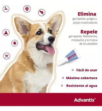 Advantix Pipeta Antipulgas Y Garrapatas Perros 10-25 Kg