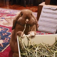 Heno Pasto Timothy Hay Kaytee 680 G 24 Oz Conejo, Chinchilla