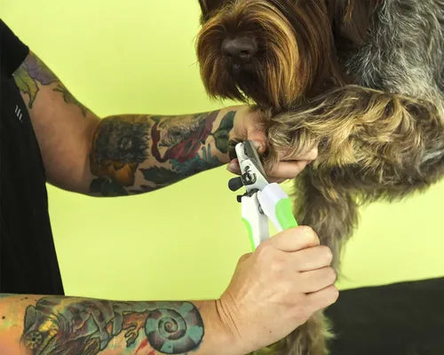 Corta Uñas Para Mascotas Premium Andis Ideal Para Perros Gatos Y Aves Acero Inoxidable - Seguro Y Profesional Para Tus Mascotas Verde Lima Mediano