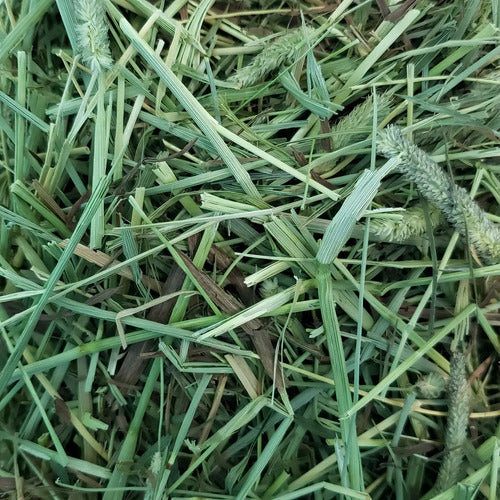 Heno Pasto Timothy Hay Kaytee 680 G 24 Oz Conejo, Chinchilla