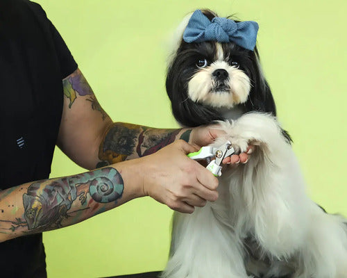 Corta Uñas Para Mascotas Premium Andis Ideal Para Perros Gatos Y Aves Acero Inoxidable - Seguro Y Profesional Para Tus Mascotas Verde Lima Mediano