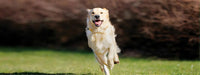 Flexadin 90 Comprim. Condroprotector Natural Perros Y Gatos