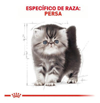 Royal Canin Persian Kitten 1.3kg
