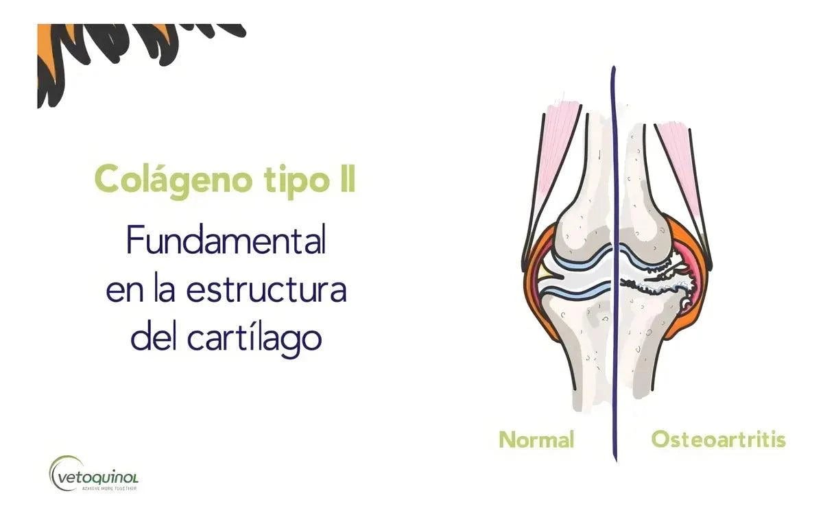 Vista 4 de Flexadin Advanced Vetoquinol 60 Comprimidos para Perro