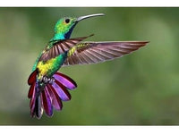 Fancy Pets Colibris Nectar En Bote 400 G Alimento Colibri Jardin