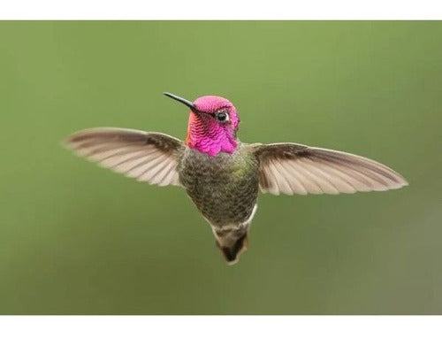 Fancy Pets Colibris Nectar En Bote 400 G Alimento Colibri Jardin